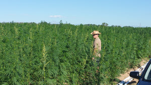 Industrial Hemp as Forage for Honey Bees