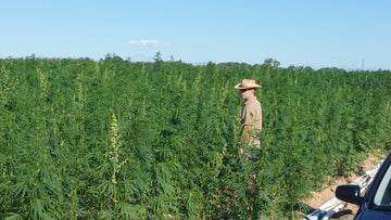 Industrial Hemp as Forage for Honey Bees