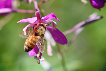Ode to the Honeybee! A Big Celebration for One of the Planet’s Smallest Creatures